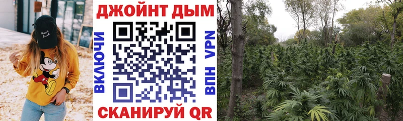 Канабис семена  купить наркотики цена  Кохма 
